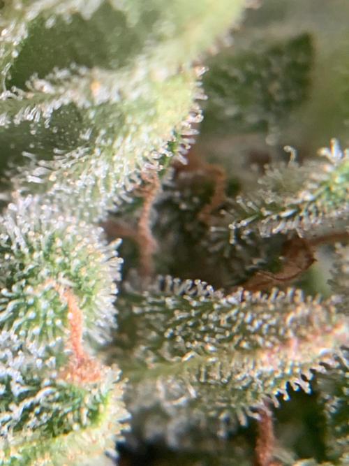 FastBuds Gelato Outdoor living soil. Week 13