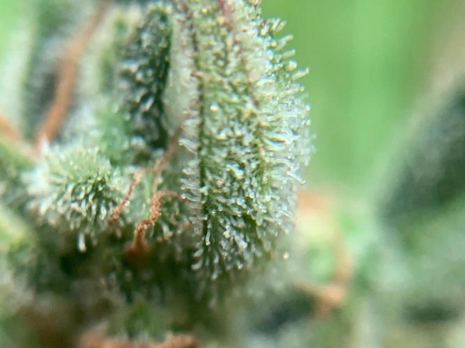 FastBuds Gelato Outdoor living soil. Week 13