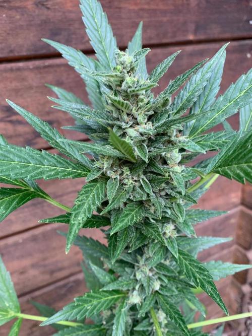 Blue Dream Auto Outdoor Living Soil. Week 9