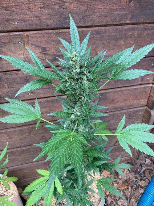 Blue Dream Auto Outdoor Living Soil. Week 9