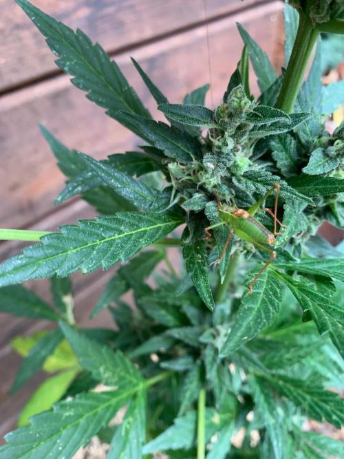 Blue Dream Auto Outdoor Living Soil. Week 9