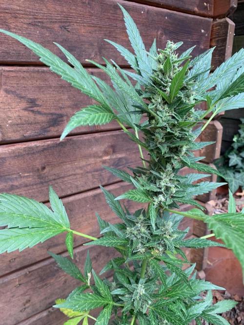Blue Dream Auto Outdoor Living Soil. Week 9