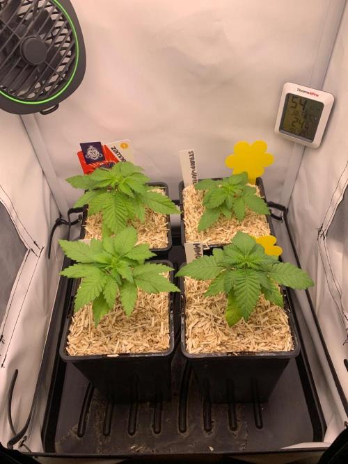 2 Liter 12/12 grow from seed. Week 3
