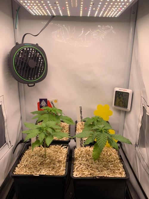 2 Liter 12/12 grow from seed. Week 3