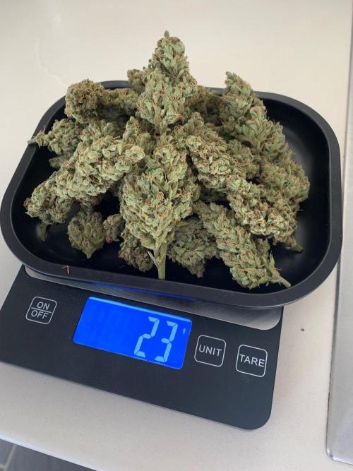 FastBuds Gelato Outdoor living soil. Week 14