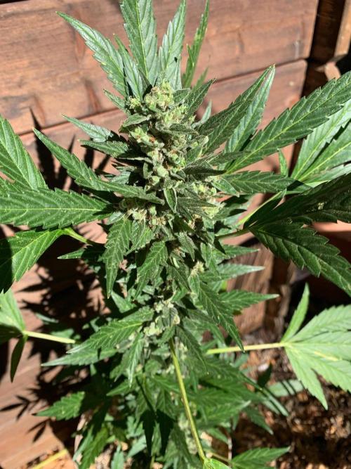 Blue Dream Auto Outdoor Living Soil. Week 10