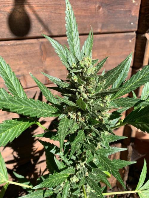 Blue Dream Auto Outdoor Living Soil. Week 10