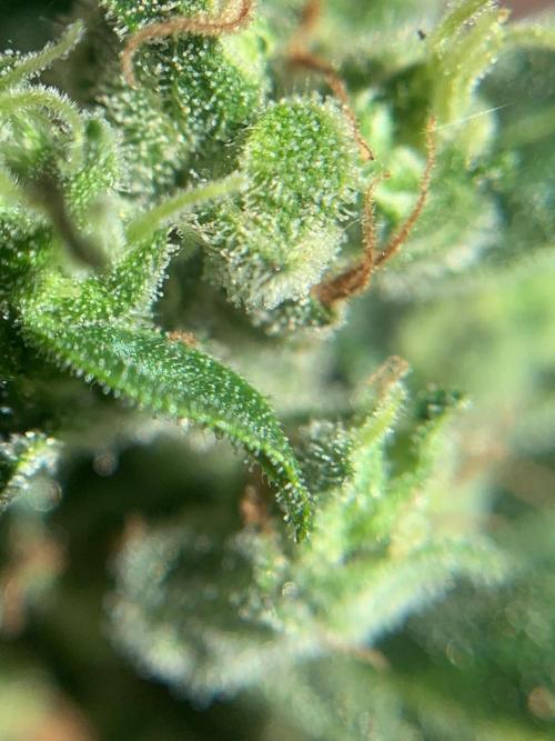 Blue Dream Auto Outdoor Living Soil. Week 10