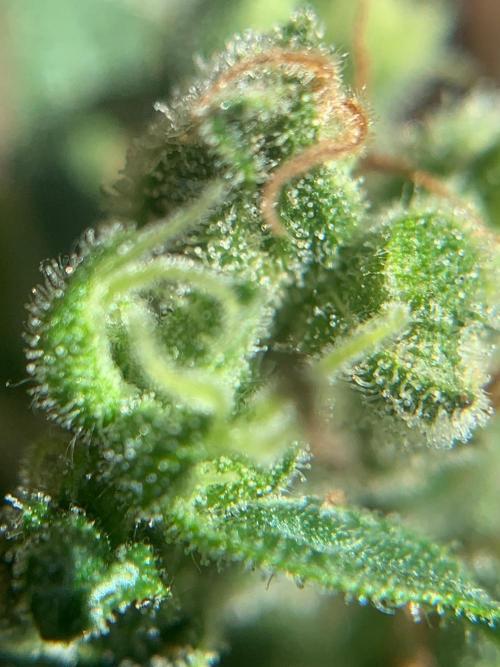 Blue Dream Auto Outdoor Living Soil. Week 10
