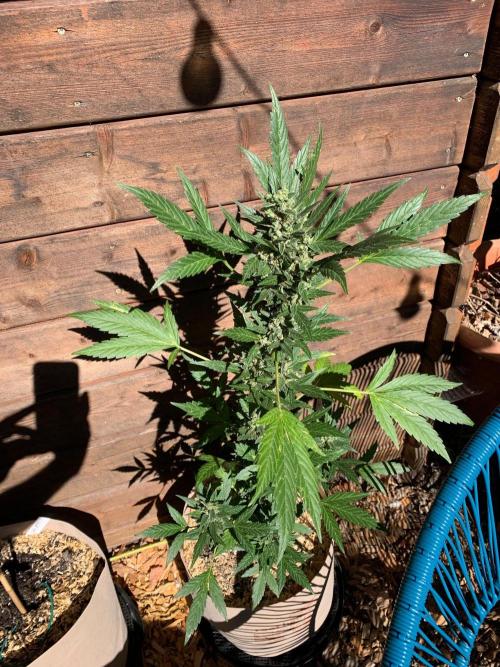 Blue Dream Auto Outdoor Living Soil. Week 10