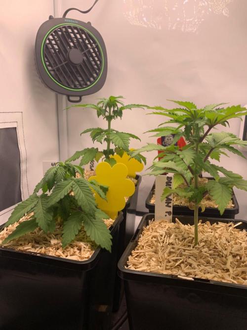 2 Liter 12/12 grow from seed. Week 4