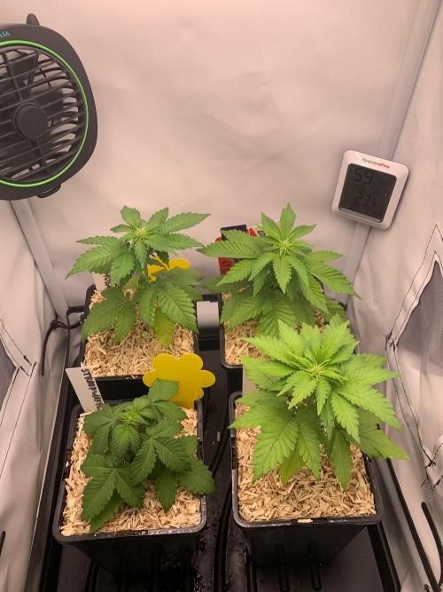 2 Liter 12/12 grow from seed. Week 4