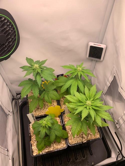 2 Liter 12/12 grow from seed. Week 5
