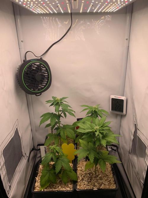 2 Liter 12/12 grow from seed. Week 5