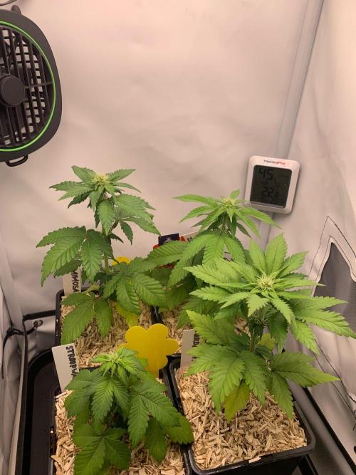 2 Liter 12/12 grow from seed. Week 5