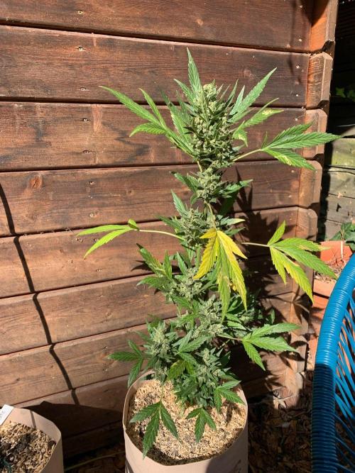 Blue Dream Auto Outdoor Living Soil. Week 11
