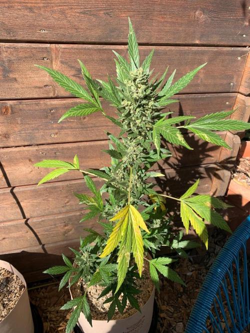 Blue Dream Auto Outdoor Living Soil. Week 11