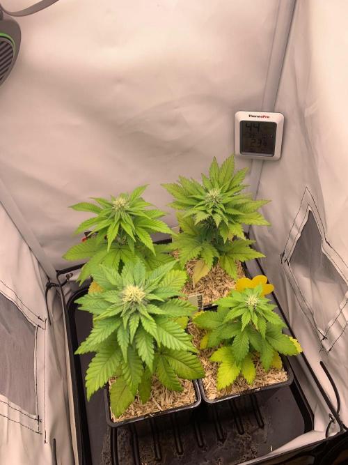 2 Liter 12/12 grow from seed. Week 6