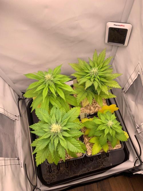 2 Liter 12/12 grow from seed. Week 6