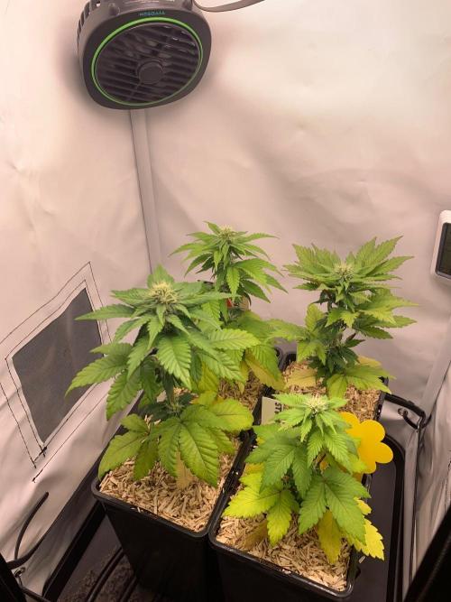 2 Liter 12/12 grow from seed. Week 6