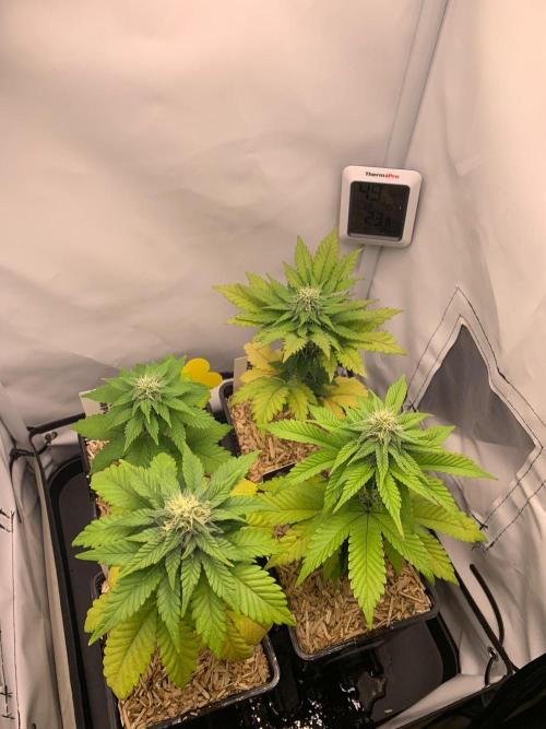 2 Liter 12/12 grow from seed. Week 7