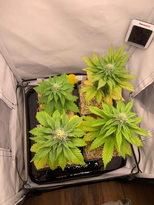 2 Liter 12/12 grow from seed. Week 7