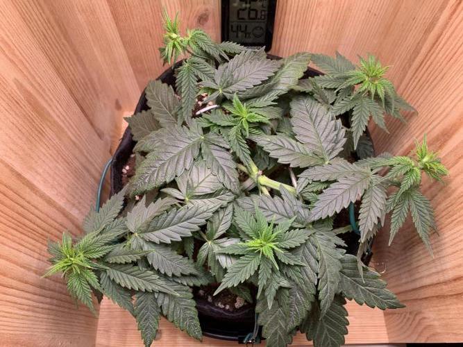 Pink Rozay Pikendi Micro Grow. Week 4