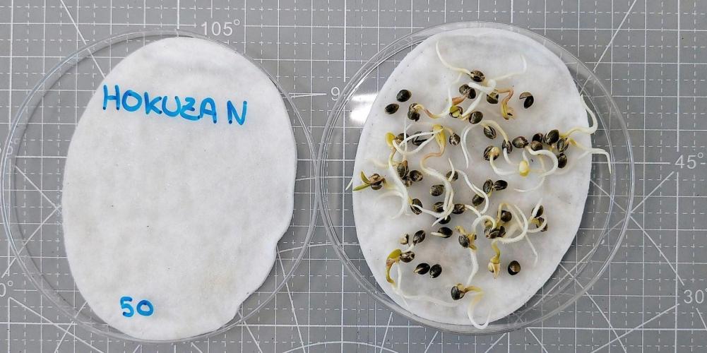 Hokuzan World Breeders X Hidden Group. Week 0 - Germination successfully completed!