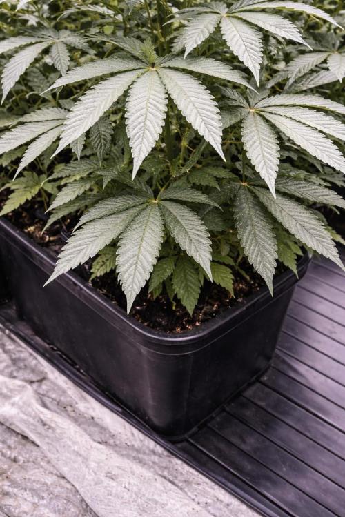 Hokuzan World Breeders X Hidden Group. Week 5
