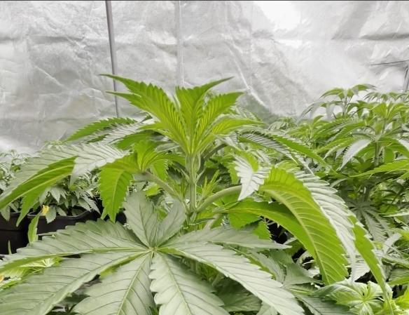 Hokuzan World Breeders X Hidden Group. Week 6