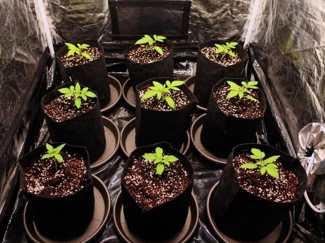 Elixir | 9 Plants | 84D | Houseofweed. Week 1