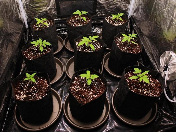 Elixir | 9 Plants | 84D | Houseofweed. Week 1
