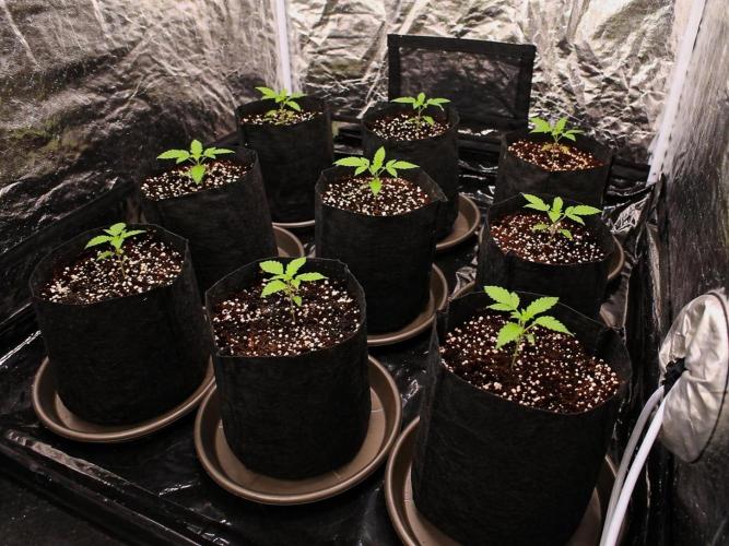 Elixir | 9 Plants | 84D | Houseofweed. Week 1