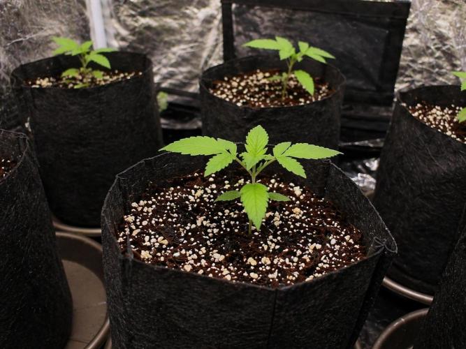 Elixir | 9 Plants | 84D | Houseofweed. Week 1