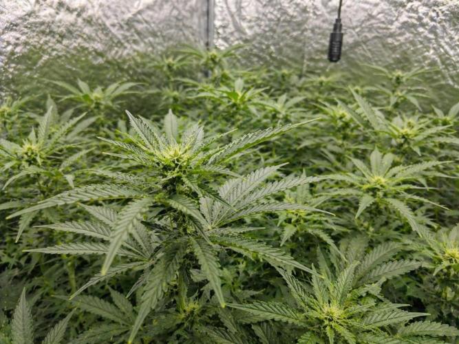 Hokuzan World Breeders X Hidden Group. Week 7