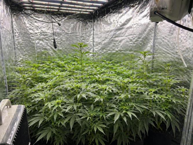Hokuzan World Breeders X Hidden Group. Week 7