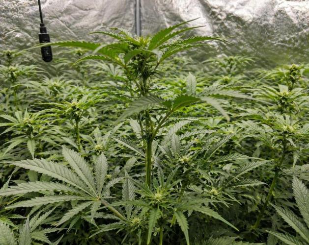 Hokuzan World Breeders X Hidden Group. Week 7