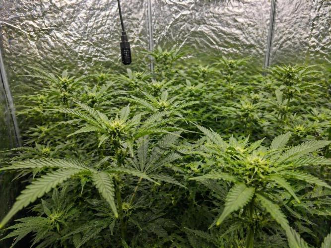 Hokuzan World Breeders X Hidden Group. Week 7
