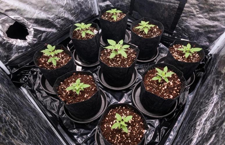 Elixir | 9 Plants | 84D | Houseofweed. Week 2