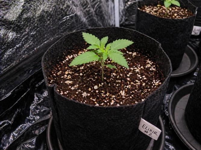 Elixir | 9 Plants | 84D | Houseofweed. Week 2