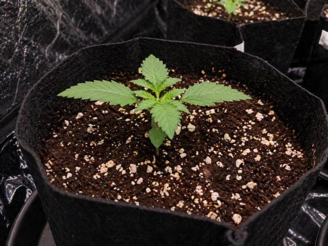 Elixir | 9 Plants | 84D | Houseofweed. Week 2