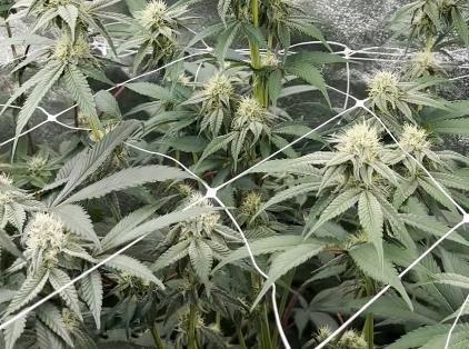 Hokuzan World Breeders X Hidden Group. Week 8
