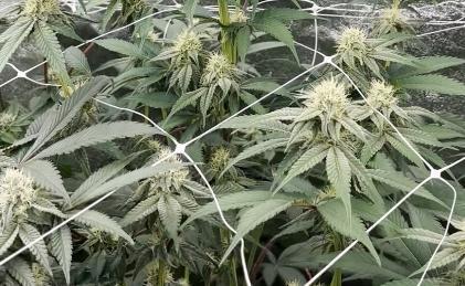 Hokuzan World Breeders X Hidden Group. Week 8