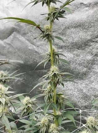 Hokuzan World Breeders X Hidden Group. Week 8