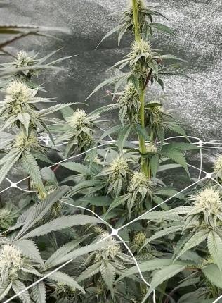 Hokuzan World Breeders X Hidden Group. Week 8