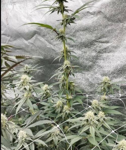 Hokuzan World Breeders X Hidden Group. Week 8
