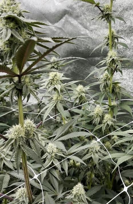 Hokuzan World Breeders X Hidden Group. Week 8