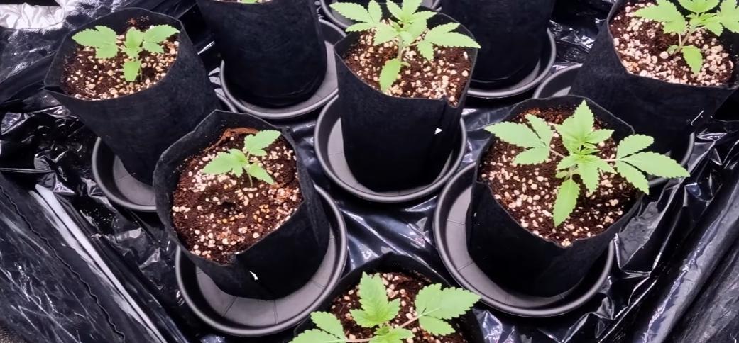 Elixir | 9 Plants | 84D | Houseofweed. Week 3
