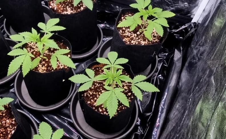 Elixir | 9 Plants | 84D | Houseofweed. Week 3