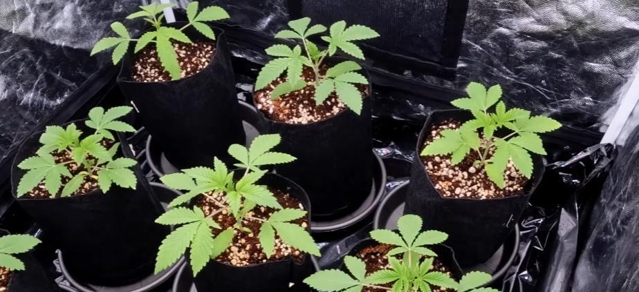 Elixir | 9 Plants | 84D | Houseofweed. Week 3